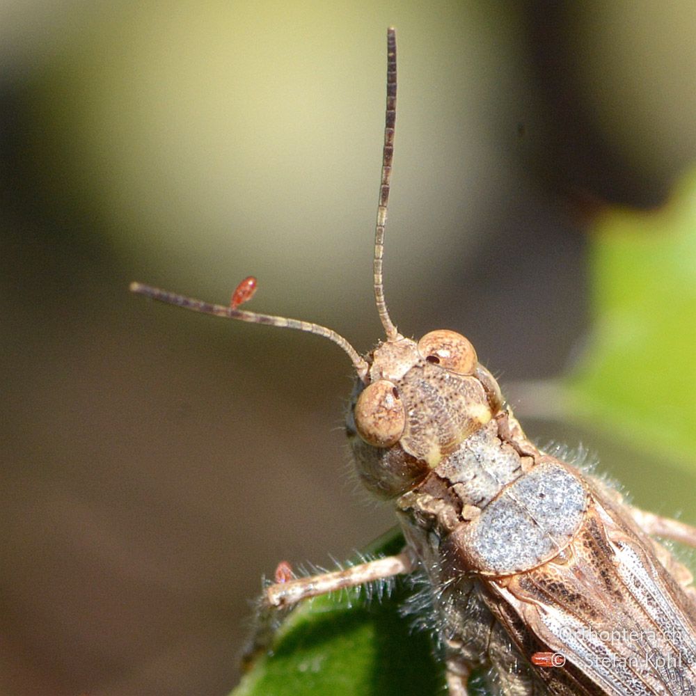 ♀ der Schlanken Ödlandschrecke (Acrotylus patruelis) - GR, Zentralmakedonien, Mt. Hortiatis, 04.07.2013