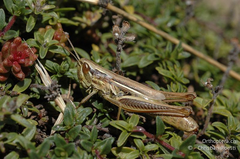 Euchorthippus declivus ♀ - FR, Isère, Corps, 05.09.2007