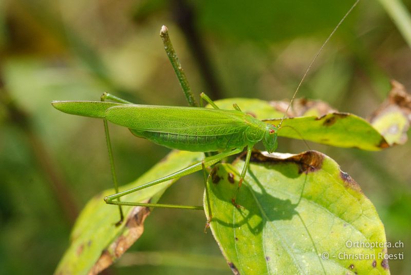 Phaneroptera falcata ♀ - CH, GR, Castaneda, 22.08.2009