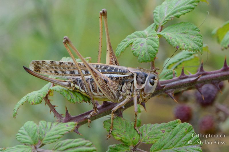 Südlicher Warzenbeisser (Decticus albifrons) ♀ - FR, Arles, 10.07.2014