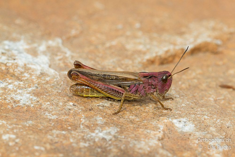 Buntes Stauroderus scalaris ♀ - GR, Westmakedonien, Mt. Varnous, 11.07.2013