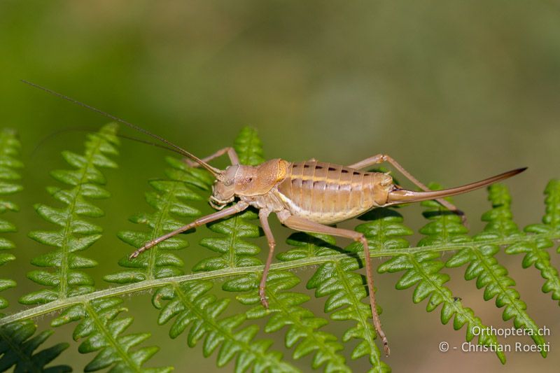 Ephippiger terrestris bormansi ♀ - CH, TI, Mt. Generoso, 17.08.2013