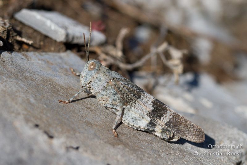 Oedipoda germanica ♀ - CH, VS, Leuk, 20.08.2013