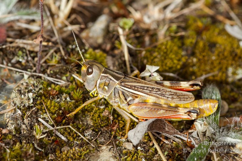 Arcyptera microptera ♀ - GR, Westmakedonien, Mt. Vernon, 13.07.2012