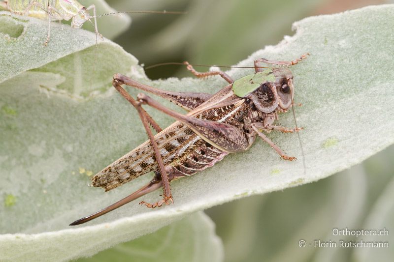 Decticus verrucivorus ♀ - GR, Westmakedonien, Mt. Vernon, 10.07.2013