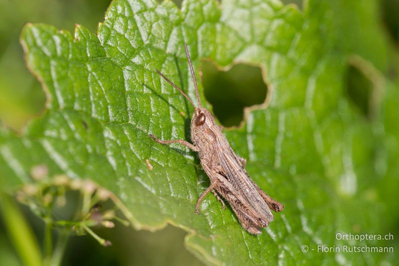 Chorthippus dorsatus ♂ - HR, Istrien, Mt. Učka, 02.08.2014