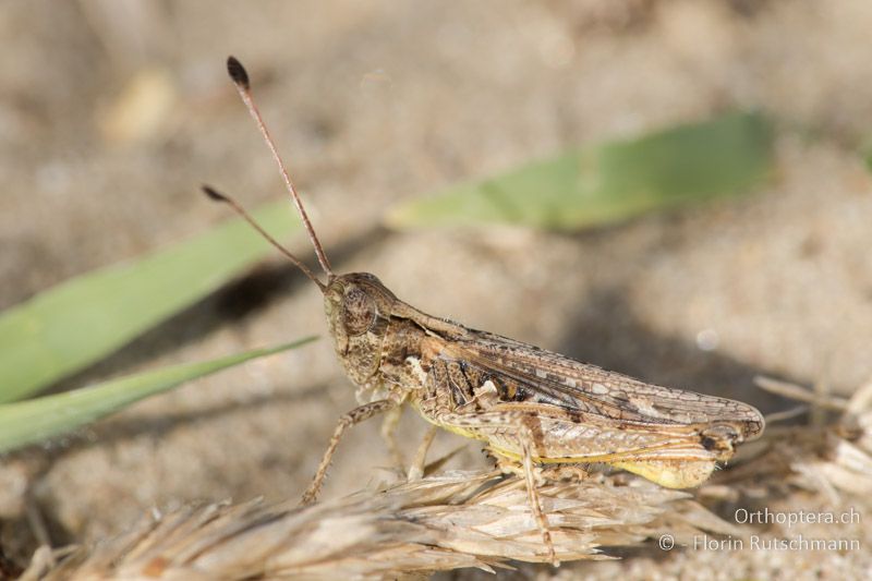 Myrmeleotettix antennatus ♂ - HU, Südliche Grosse Tiefebene, Kecskemét, 08.07.2016