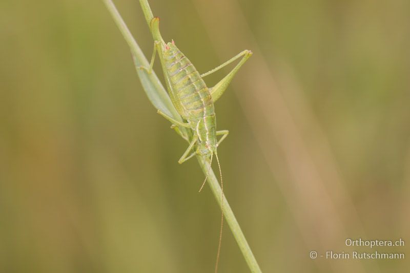 Poecilimon intermedius ♀ - AT, Niederösterreich, Ebergassing, 16.07.2016