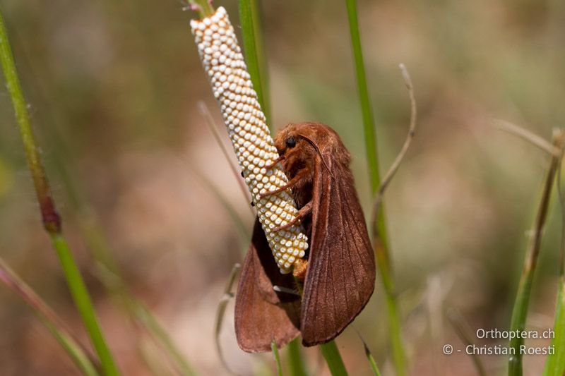 ♀ von Malacosoma franconica (oder ähnliche Art) bei der Eiablage - HR, Istrien, Galižana, 04.06.2014