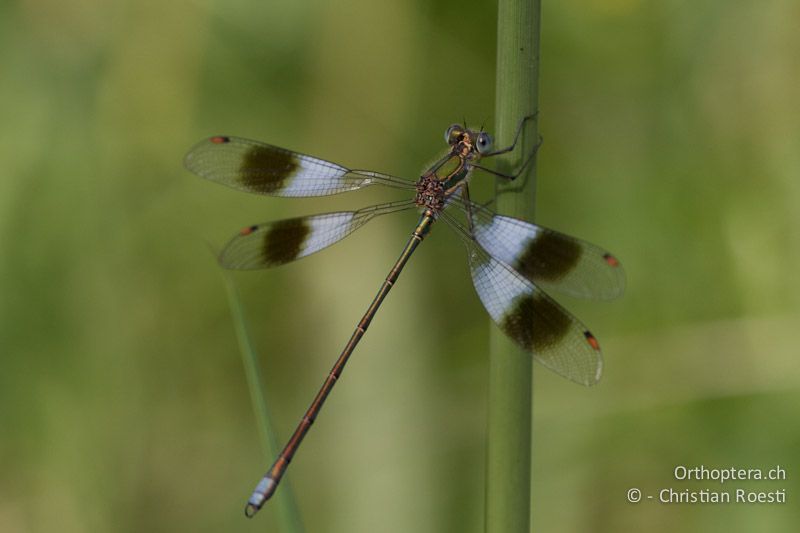 Chlorolestes fasciatus, Mountain Malachite ♂ - SA, Mpumalanga, Dullstroom, Field & Stream Lodge, 13.01.2015