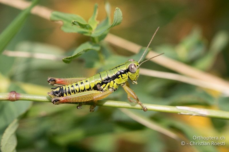 Micropodisma salamandra ♂ - HR, Istrien, Ucka Nationalpark, 24.07.2015