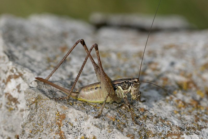 Pachytrachis striolatus ♀ - HR, Istrien, Račja Vas, Dol, 24.07.2015