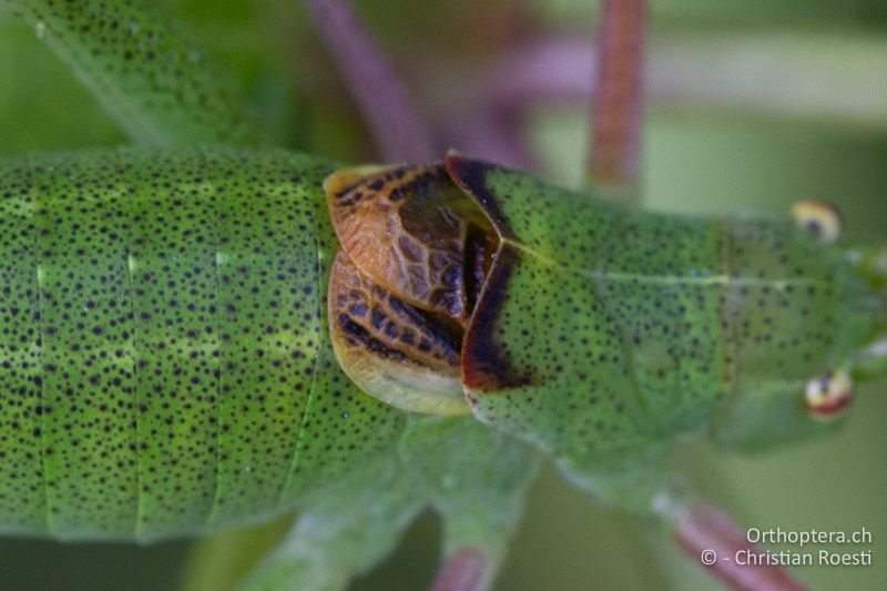 Poecilimon schmidti ♂ Vorderflügel von oben - SLO, Osrednjeslovenska, Ljubljana, Flughafen, ex situ, 15.07.2016