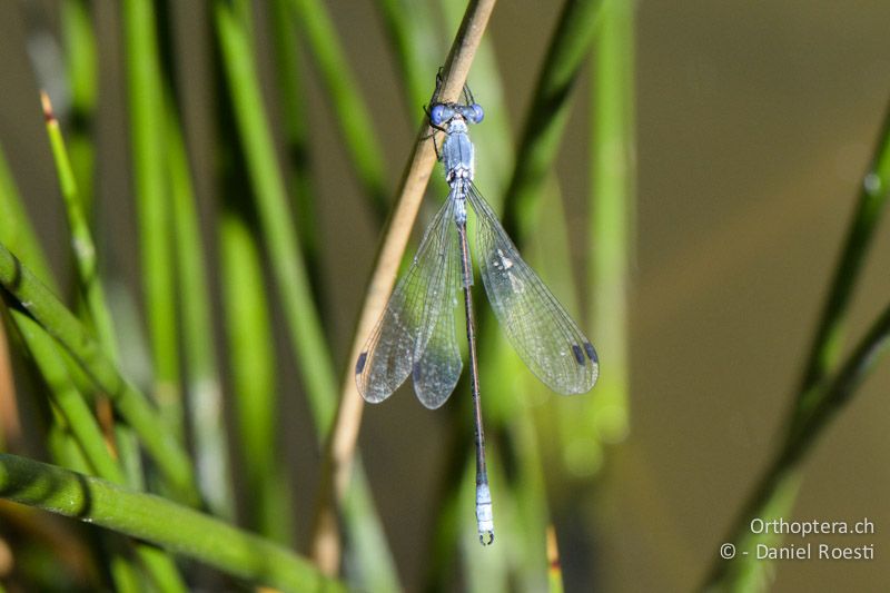 Dunkle Binsenjungfer (Lestes macrostigma) - FR, Camargue, Fos-sur-Mer, 09.07.2014