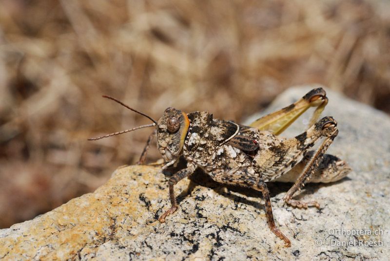 Steinschrecke Glyphotmethis heldreichi ♂ - GR, Thessalien, Meteora, 13.07.2013