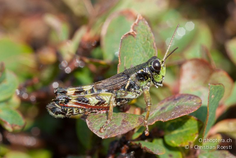 Bohemanella frigida ♂ - CH, TI, Gotthardpass, 21.08.2009