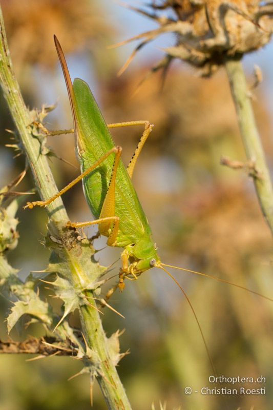 Tettigonia caudata ♀ - GR, Peloponnes, Spathovouni, 24.05.2013