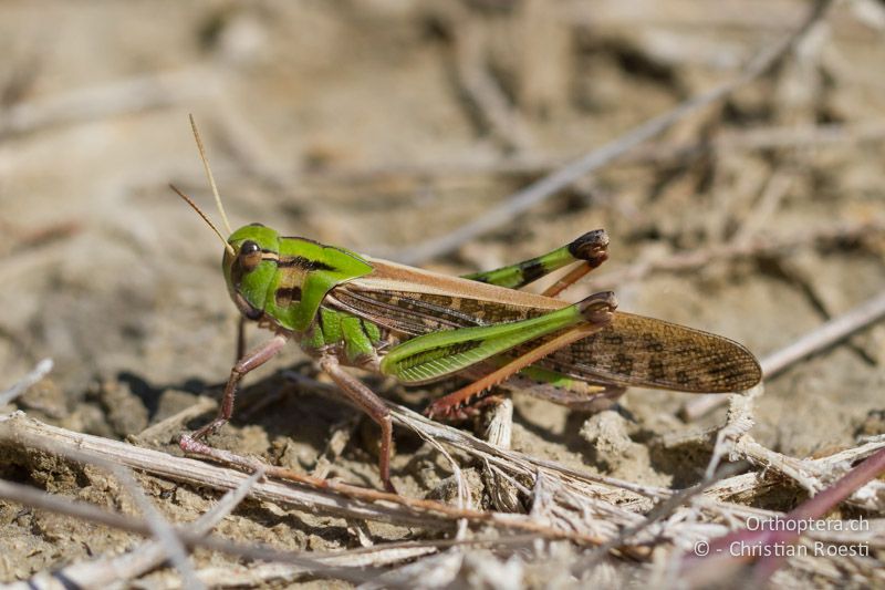 Locusta migratoria ♂ - FR, Gard, Saint-Gilles, 14.06.2012