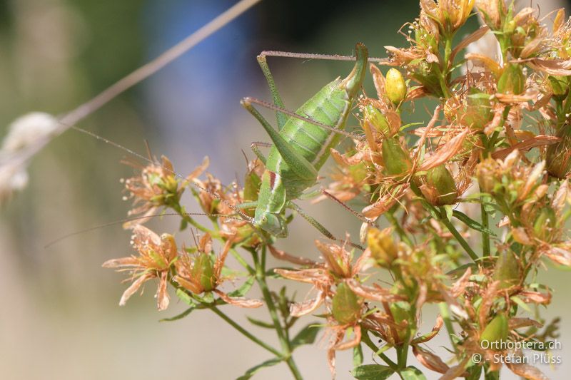 Poecilimon chopardi ♀ - GR, Westmakedonien, Kratero, 11.07.2017