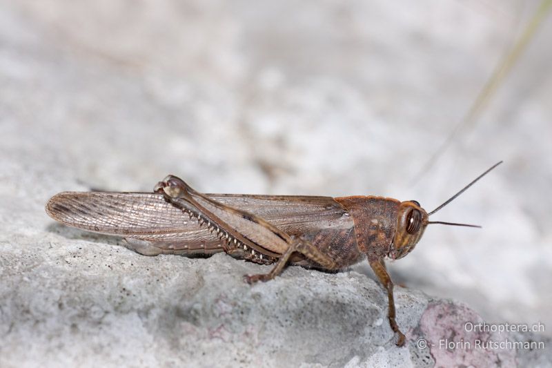 Anacridium aegyptium ♂ - MNE, Kotor, 09.05.2009