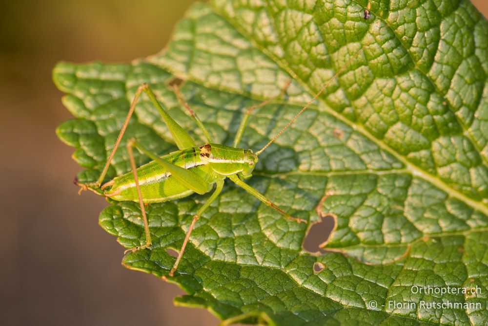 Poecilimon elegans - HR, Istrien, Brest, 25.07.2014