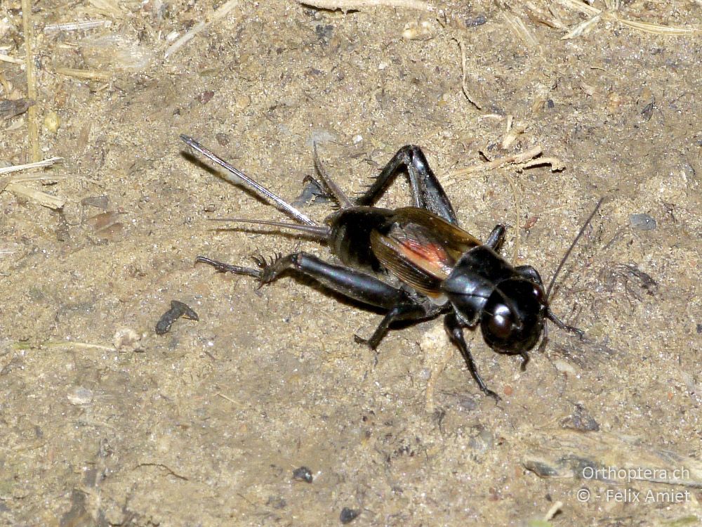 Steppengrille (Melanogryllus desertus) ♀ - GR, Westmakedonien, Florina, 10.07.2013