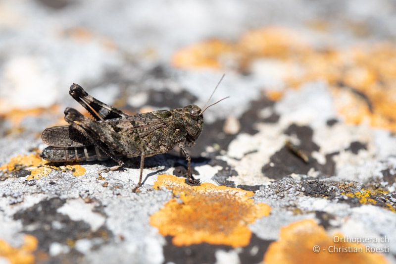 Weibchen der Pferdeschrecke (Celes variabilis)