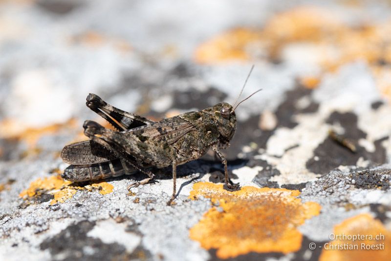 Celes variabilis ♀ - RO, Dobrudscha, Gura Dobrogei, 15.07.2020