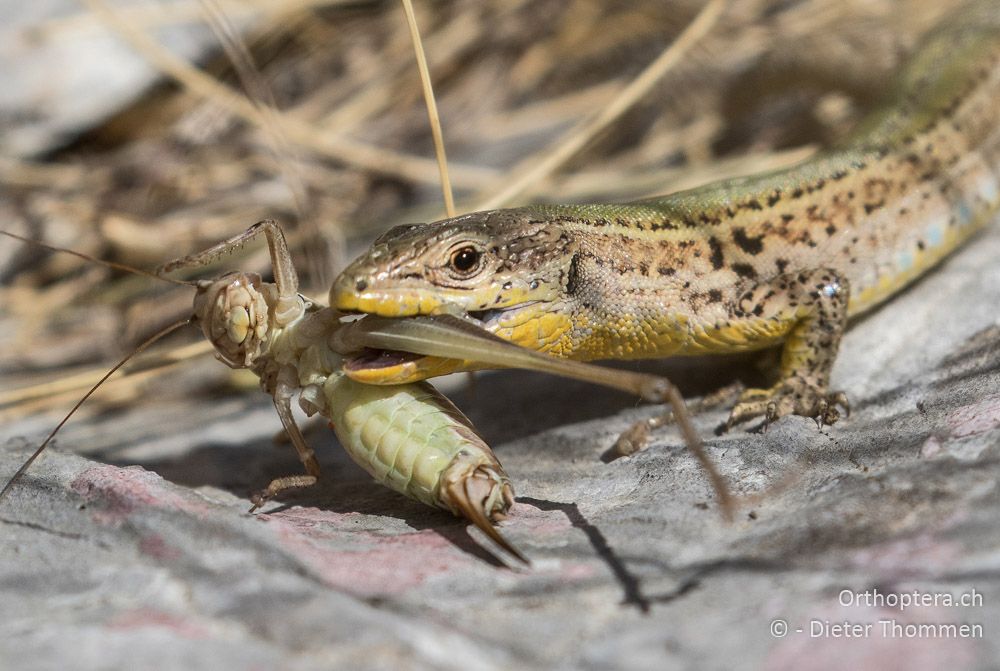 Adriatische Mauereidechse mit Beute Platycleis modesta ♀ - HR, Istrien, Mala Učka, 21.07.2015