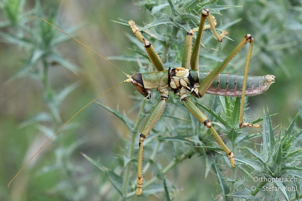 Saga natoliae ♂ - BG, Chaskowo, Matochina, 09.07.2018