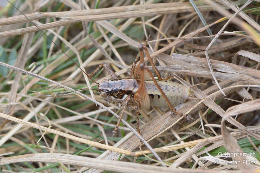 Pachytrachis striolatus ♂ - HR, Istrien, Račja Vas, Dol, 24.07.2015