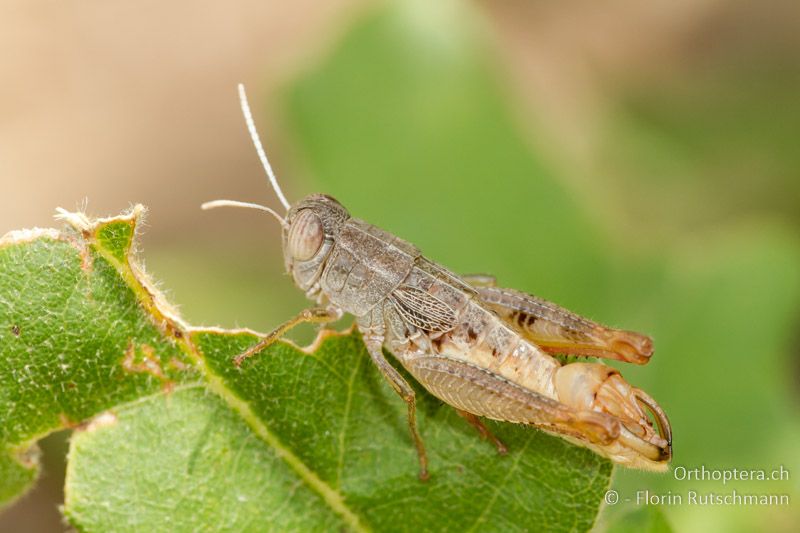 Paracaloptenus caloptenoides ♂ - GR, Thessalien, Meteora, 17.07.2012