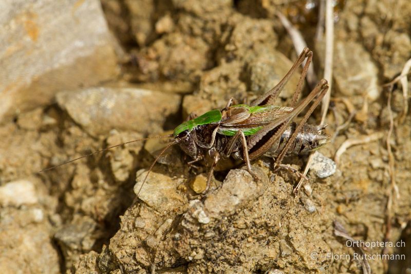 Metrioptera brachyptera ♂ - AT, Vorarlberg, Grosses Walsertal, 28.09.2012