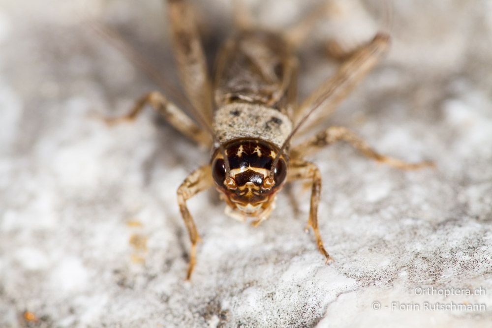 Portrait von Modicogryllus bordigalensis - HR, Istrien, Pazin, 12.06.2014