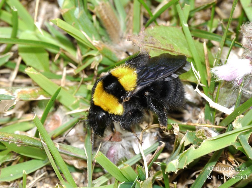 Bombus argillaceus - GR, Ostmakedonien, Mt. Pangeon, 06.07.2013