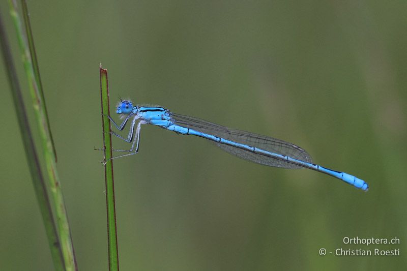 Africallagma cf. glaucum, Swamp Bluet - SA, Limpopo, Nylsvlei Nature Reserve, 31.12.2014