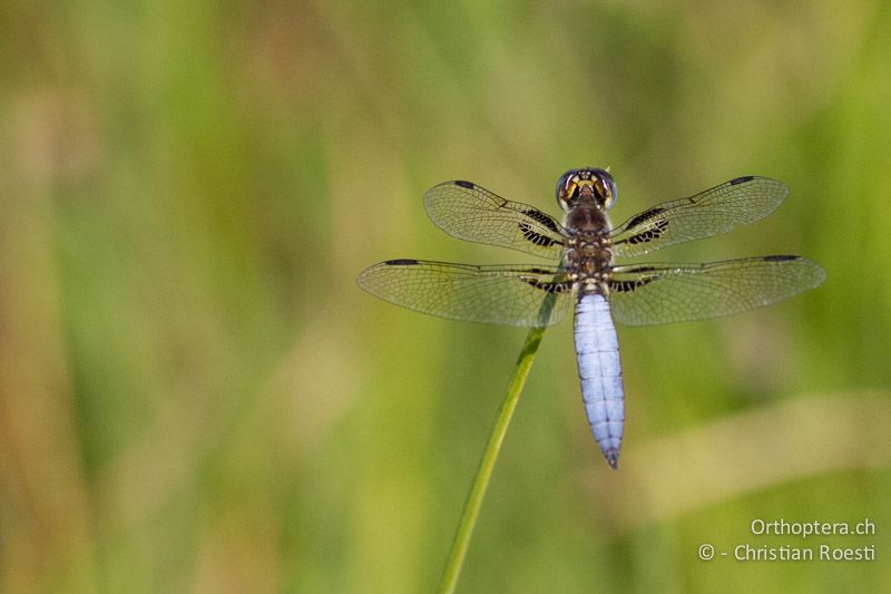 Palpopleura jucunda, Yellow-veined Widow ♂ - SA, Mpumalanga, Graskop, 11.01.2015