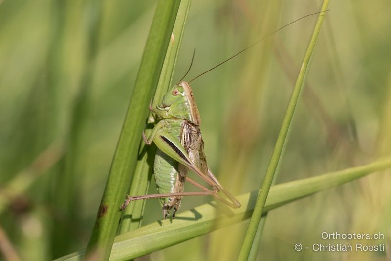 Bicolorana kraussi (Metrioptera kuntzeni) ♂ - HR, Istrien, Vela Učka, 20.07.2015