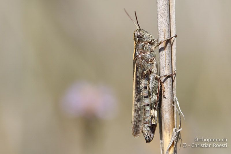 Epacromius coerulipes ♀ - AT, Burgenland, Oggau am Neusiedlersee, 15.09.2016