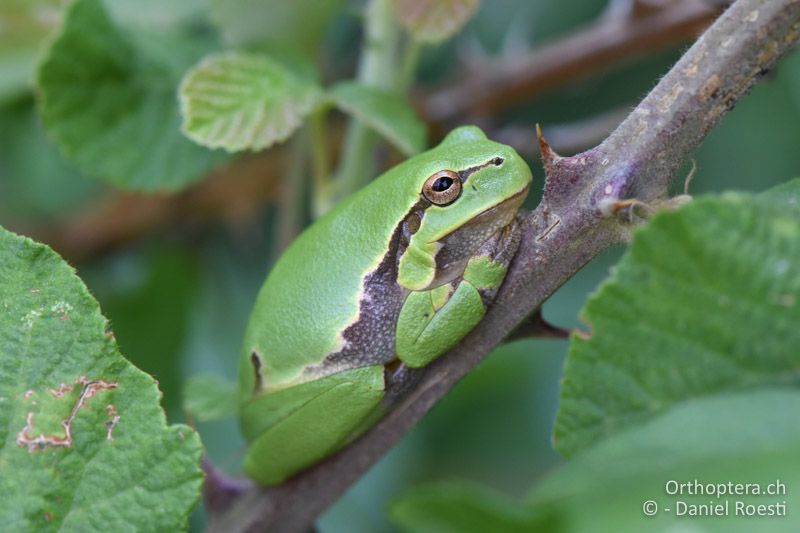 Laubfrosch im Schatten - BG, Blagoewgrad, an der Struma bei Ribnik, 13.07.2018