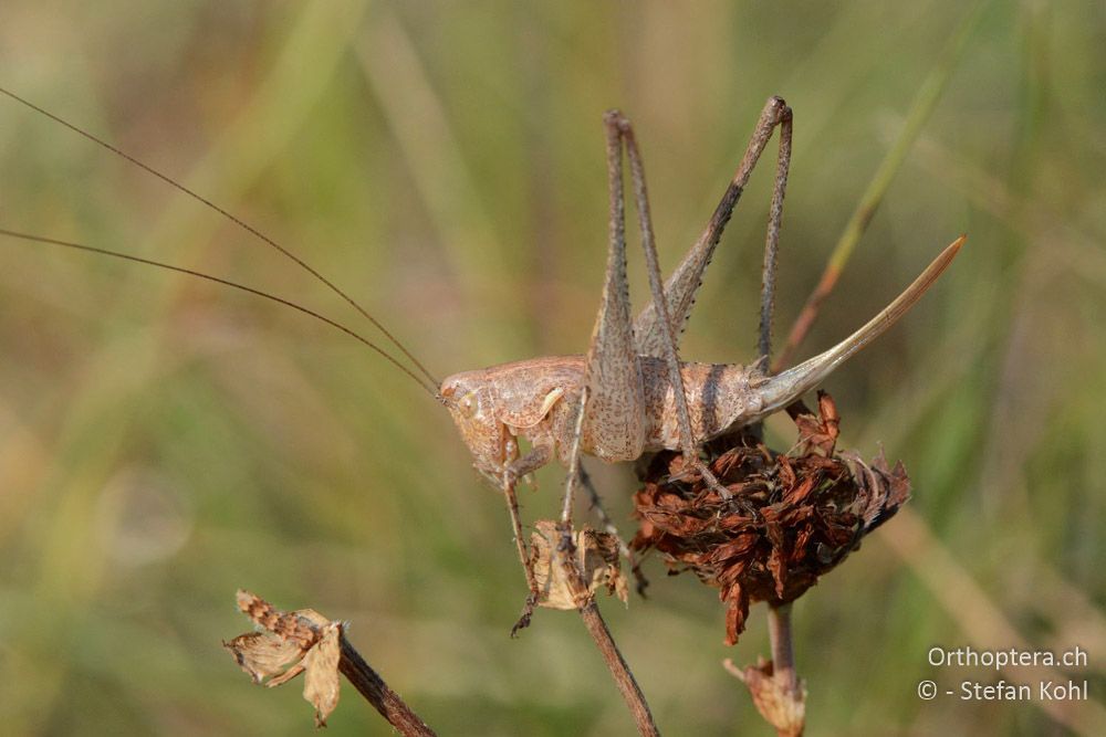 Rhacocleis germanica ♀ - HR, Istrien, Boljunsko Polje, 20.07.2015