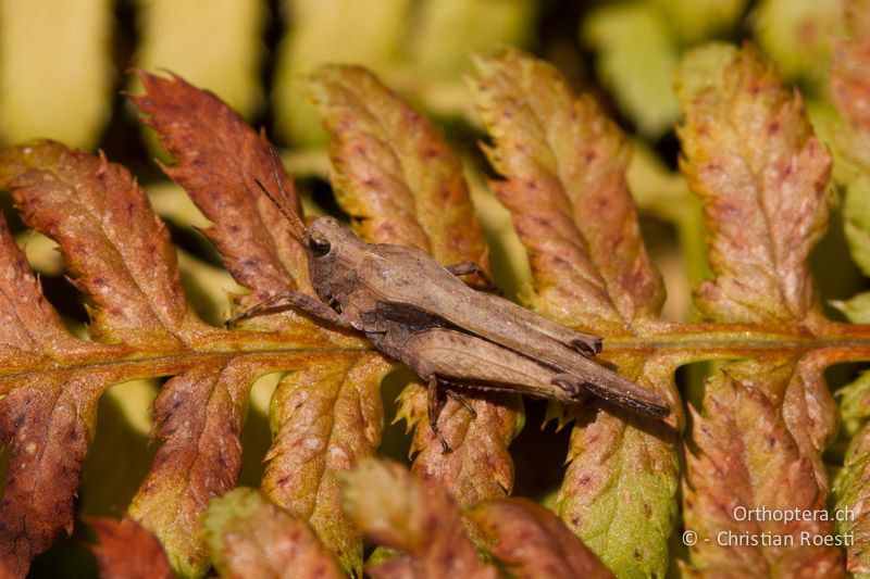 Tetrix subulata ♂ - CH, BE, Bickigen, 21.03.2012