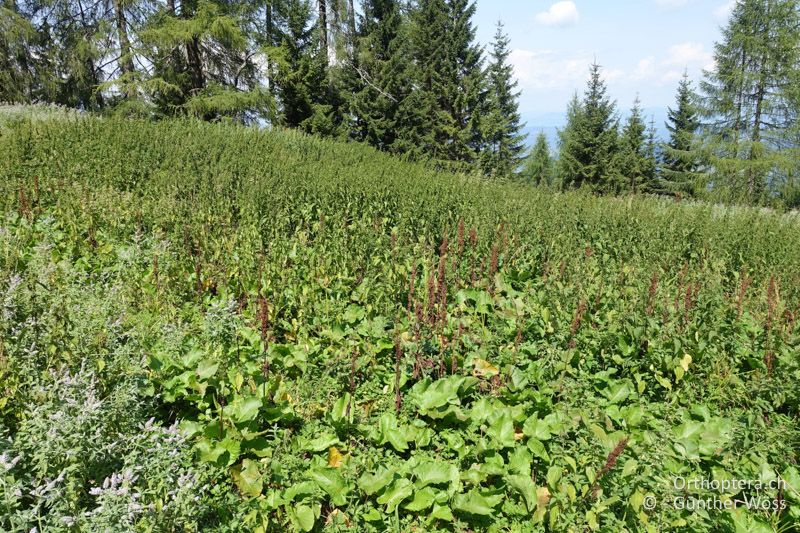 Lägerflur - AT, Kärnten, Quadiaalm, 18.08.2018