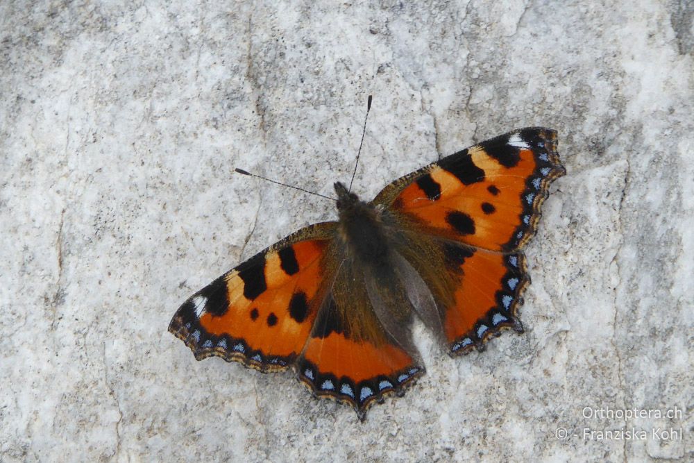 Kleiner Fuchs (Aglais urticae) - BG, Blagoewgrad, Bergwiese bei Pass nach Pirin, 12.07.2018