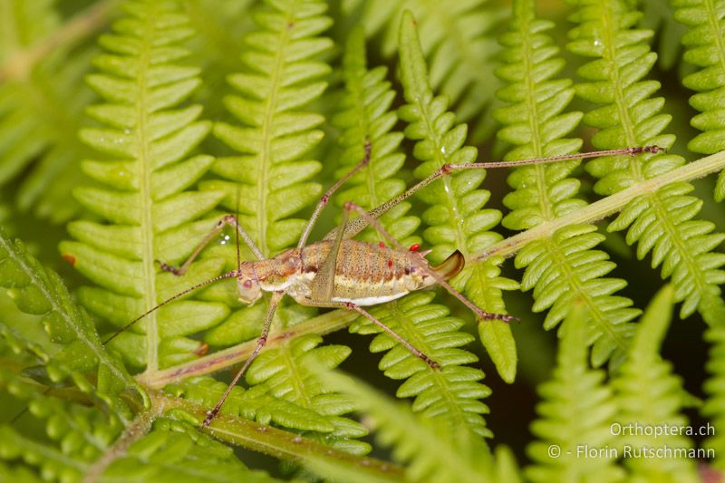 Leptophyes albovittata ♀ - GR, Zentralmakedonien, Mt. Vermio, 01.08.2012