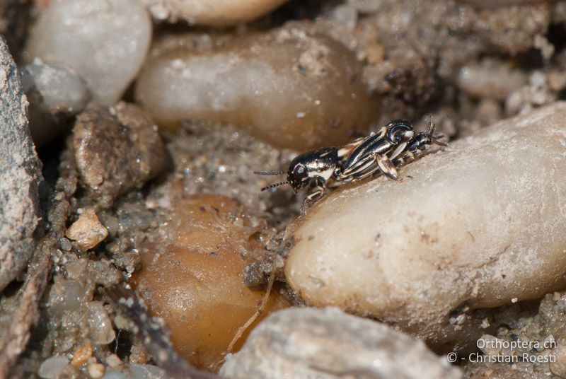 Xya variegata ♂ - AT, Burgenland, Apetlon, Rosaliakapelle, 30.06.2010