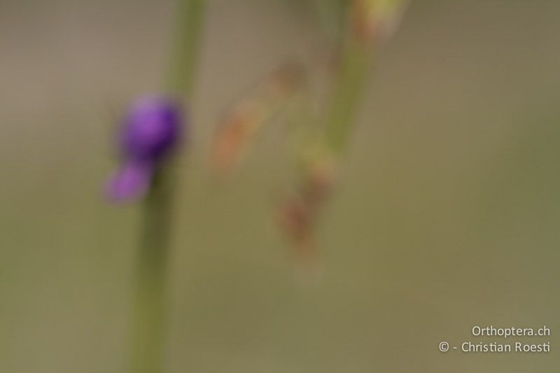 ♀ von Empusa fasciata - HR, Istrien, Rajki, 04.06.2014