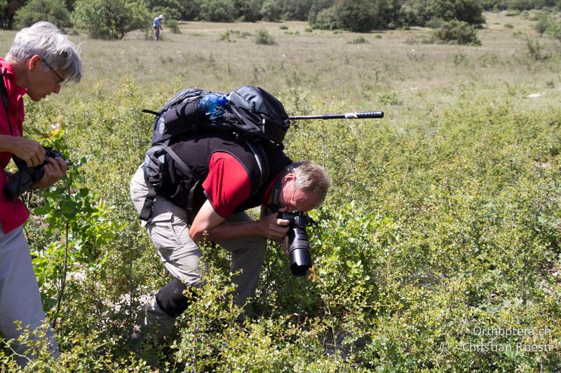 Urs beim Fotografieren der Sattelschrecke - FR, Plateau d'Aumelas, 11.07.2104