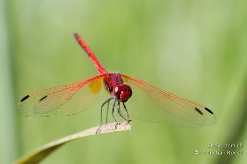 Trithemis arteriosa, Red-veined Dropwing ♂ - SA, Limpopo, Nylsvlei Nature Reserve, 31.12.2014