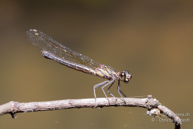 Platycypha caligata, Dancing Jewel ♀ - SA, Mpumalanga, Matibidi, Blyde Canyon Forever Resort, 09.01.2015